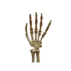 Kép 2/2 - Halloween-i kéz csont dekoráció 37 cm 