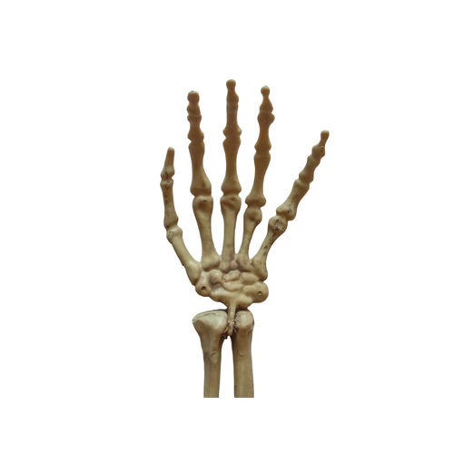 Halloween-i kéz csont dekoráció 37 cm 